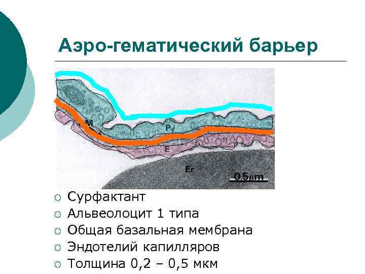 Аэро-гематический барьер ¡ ¡ ¡ Сурфактант Альвеолоцит 1 типа Общая базальная мембрана Эндотелий капилляров