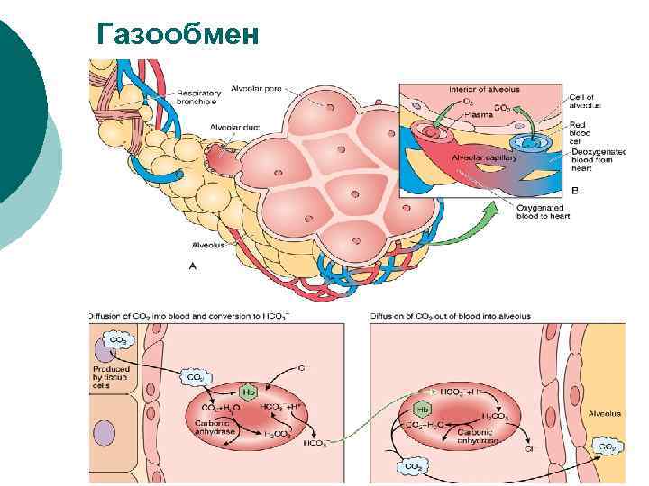 Газообмен 