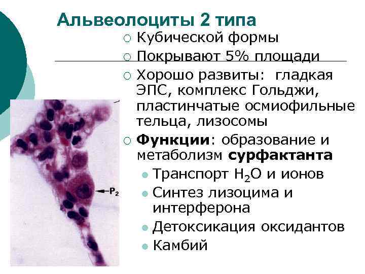 Альвеолоциты 2 типа ¡ ¡ Кубической формы Покрывают 5% площади Хорошо развиты: гладкая ЭПС,