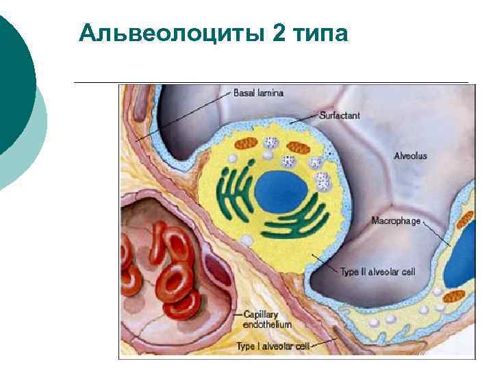 Альвеолоциты 2 типа 