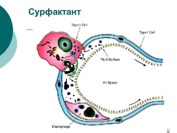 Сурфактант 