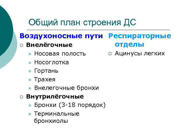 Общий план строения ДС Воздухоносные пути Респираторные отделы ¡ Внелёгочные Носовая полость l Носоглотка