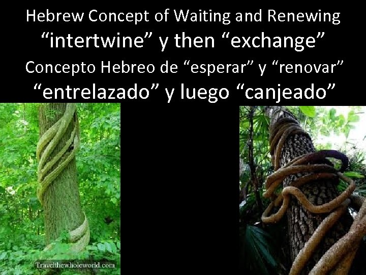 Hebrew Concept of Waiting and Renewing “intertwine” y then “exchange” Concepto Hebreo de “esperar”