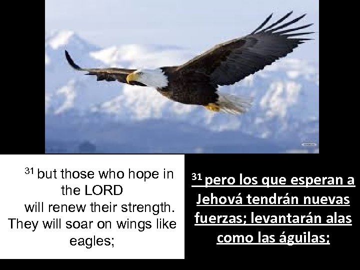 31 31 but those who hope in 31 pero los que esperan a the