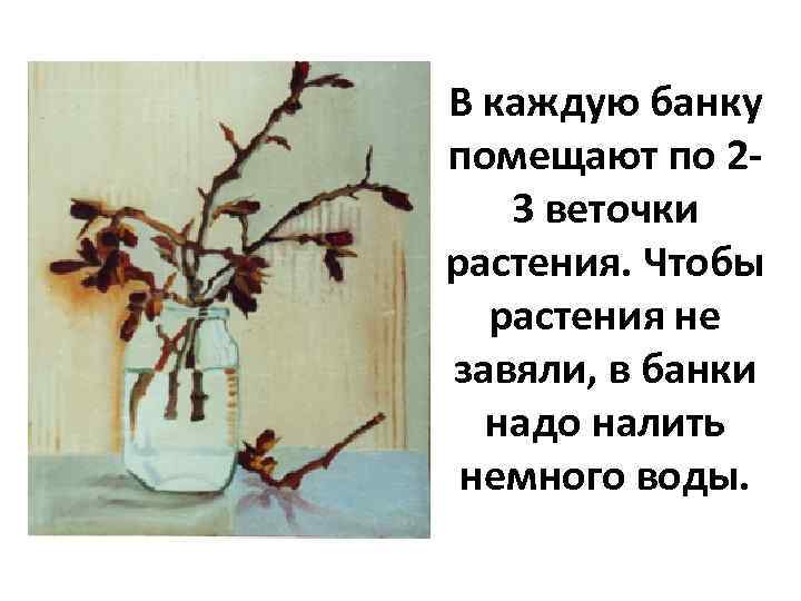 В каждую банку помещают по 23 веточки растения. Чтобы растения не завяли, в банки