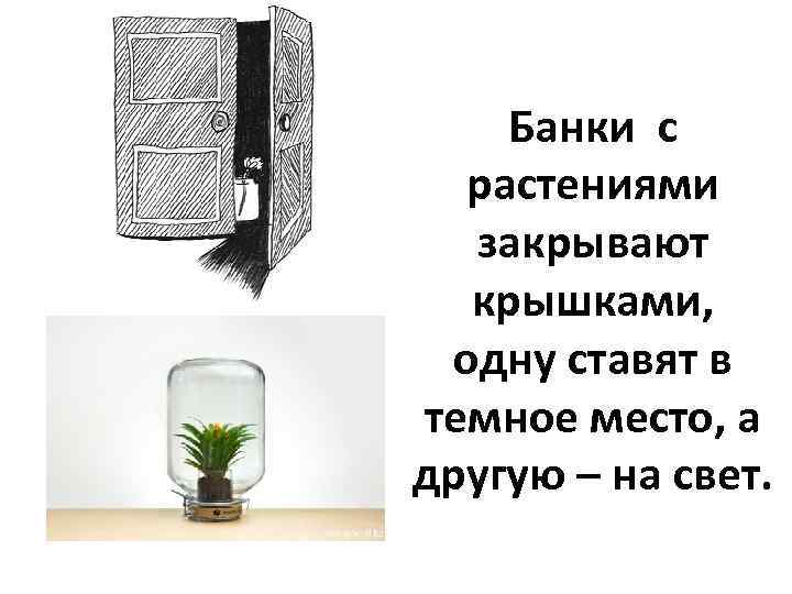 Банки с растениями закрывают крышками, одну ставят в темное место, а другую – на