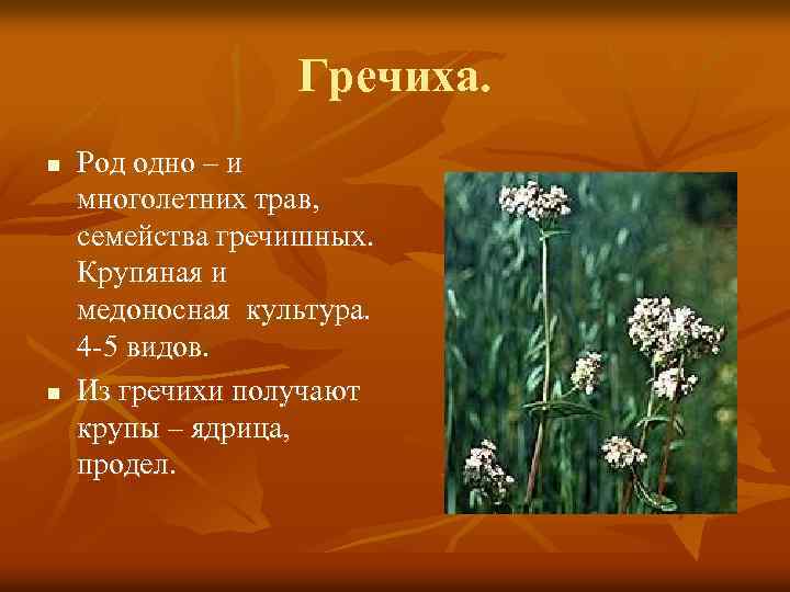 Гречиха. n n Род одно – и многолетних трав, семейства гречишных. Крупяная и медоносная