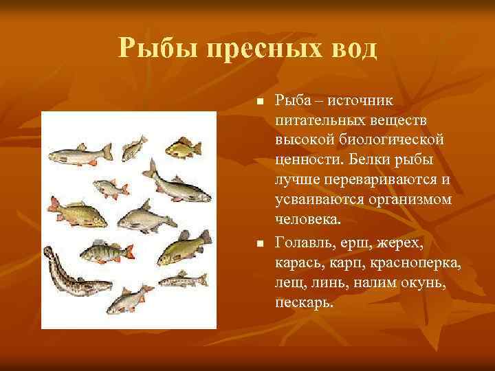 Рыбы пресных вод n n Рыба – источник питательных веществ высокой биологической ценности. Белки