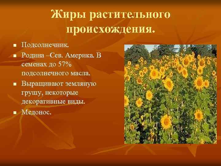 Жиры растительного происхождения. n n Подсолнечник. Родина –Сев. Америка. В семенах до 57% подсолнечного