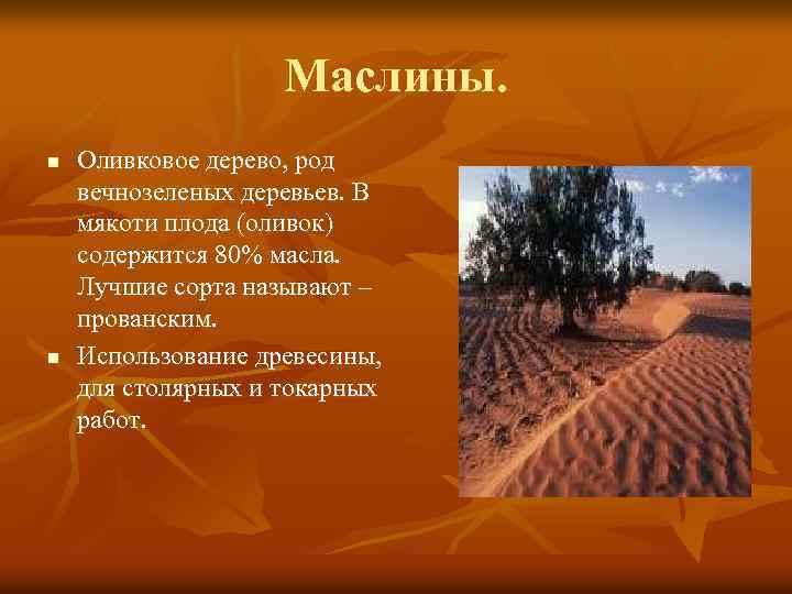 Маслины. n n Оливковое дерево, род вечнозеленых деревьев. В мякоти плода (оливок) содержится 80%