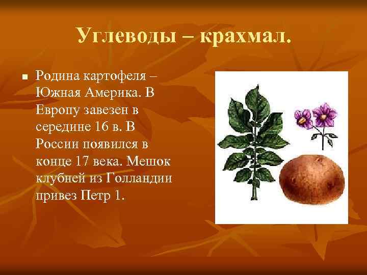 Углеводы – крахмал. n Родина картофеля – Южная Америка. В Европу завезен в середине