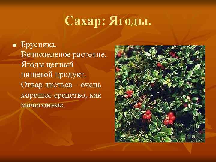 Сахар: Ягоды. n Брусника. Вечнозеленое растение. Ягоды ценный пищевой продукт. Отвар листьев – очень