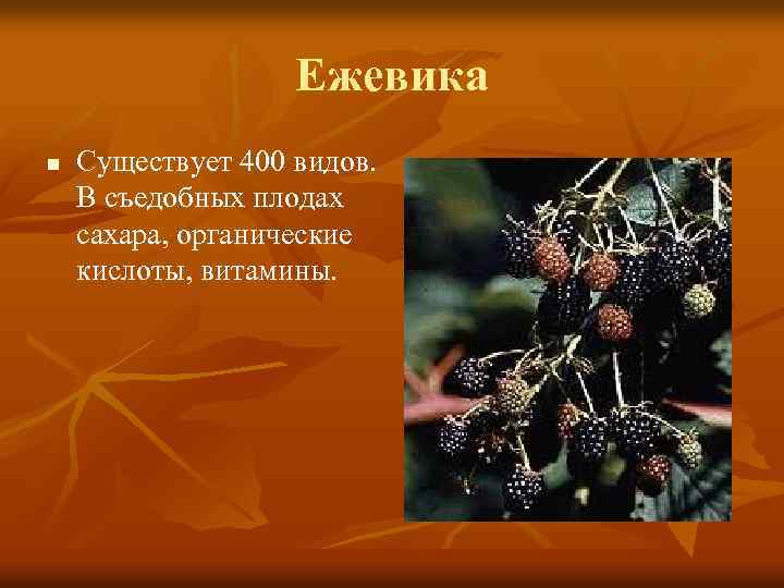 Ежевика n Существует 400 видов. В съедобных плодах сахара, органические кислоты, витамины. 