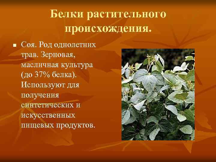 Белки растительного происхождения. n Соя. Род однолетних трав. Зерновая, масличная культура (до 37% белка).