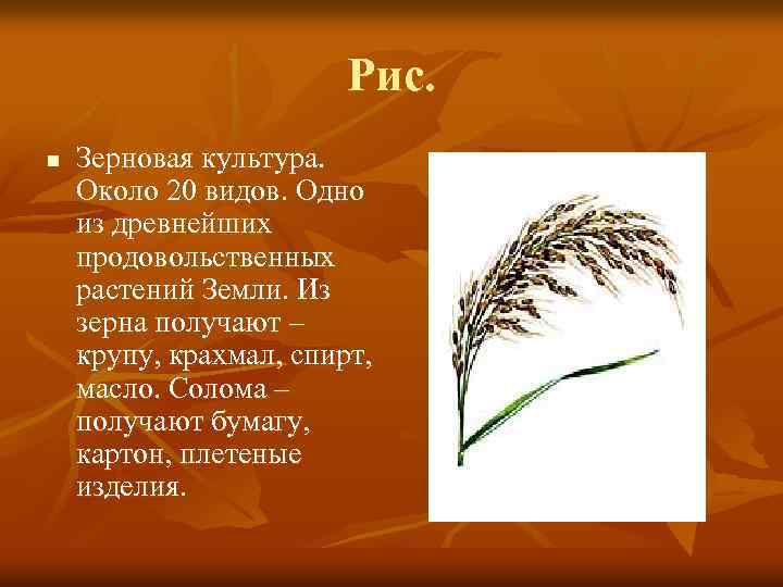 Рис. n Зерновая культура. Около 20 видов. Одно из древнейших продовольственных растений Земли. Из