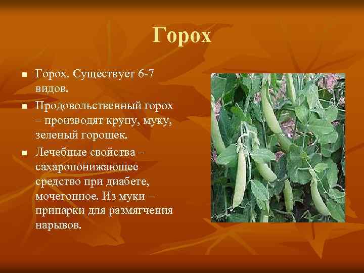 Горох n n n Горох. Существует 6 -7 видов. Продовольственный горох – производят крупу,