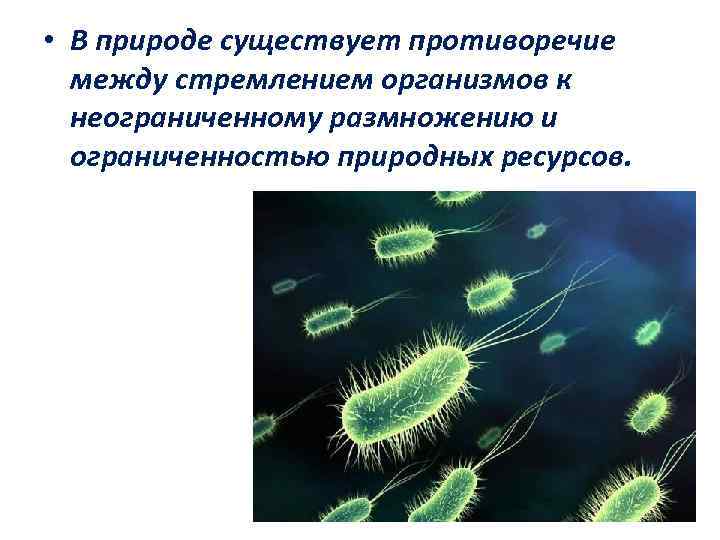  • В природе существует противоречие между стремлением организмов к неограниченному размножению и ограниченностью