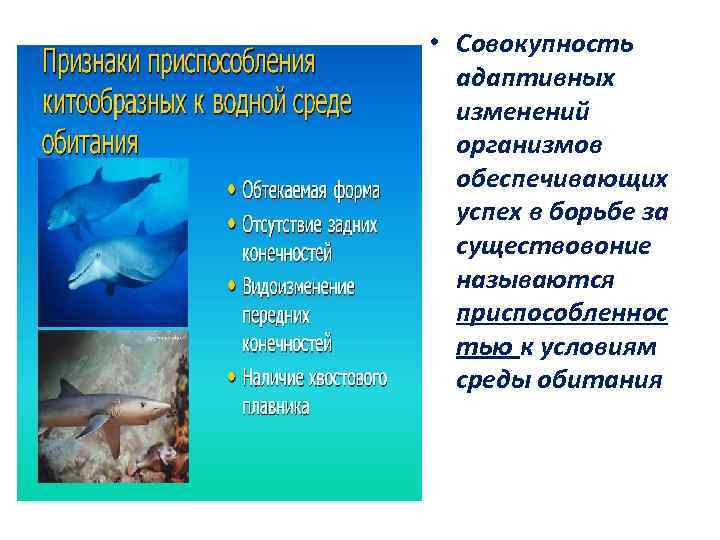  • Совокупность адаптивных изменений организмов обеспечивающих успех в борьбе за существовоние называются приспособленнос