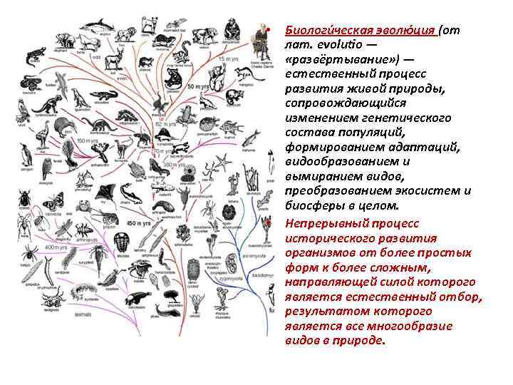  • • Биологи ческая эволю ция (от лат. evolutio — «развёртывание» ) —