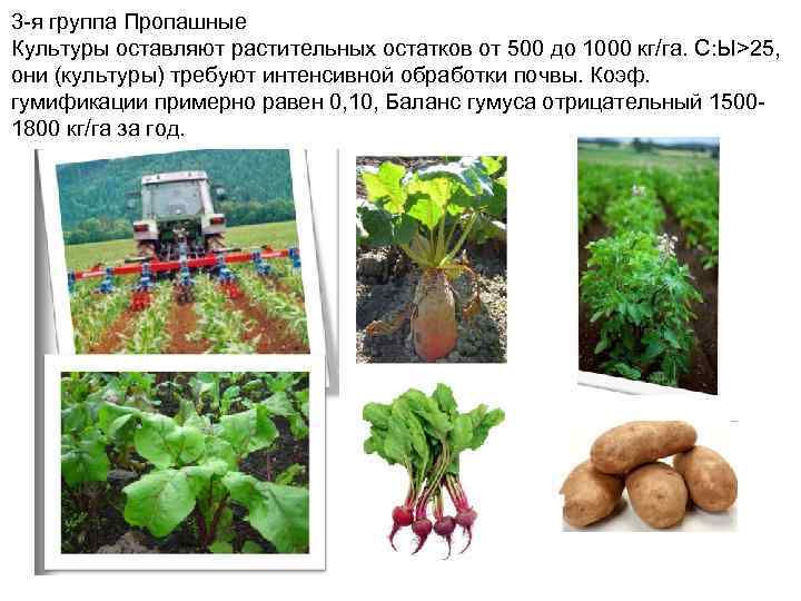 3 -я группа Пропашные Культуры оставляют растительных остатков от 500 до 1000 кг/га. С: