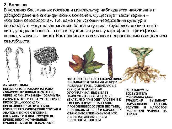 2. Болезни В условиях бессменных посевов и монокультур наблюдается накопление и распространение специфических болезней.