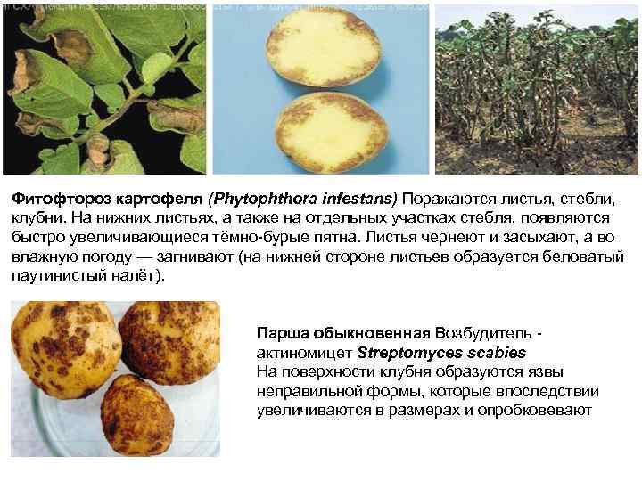 Фитофтороз картофеля (Phytophthora infestans) Поражаются листья, стебли, клубни. На нижних листьях, а также на