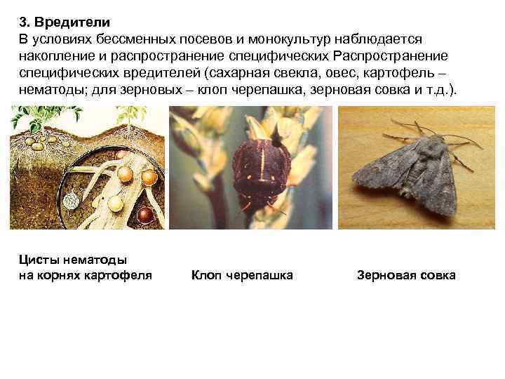 3. Вредители В условиях бессменных посевов и монокультур наблюдается накопление и распространение специфических Распространение
