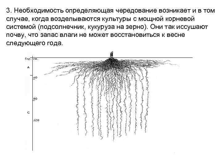 3. Необходимость определяющая чередование возникает и в том случае, когда возделываются культуры с мощной