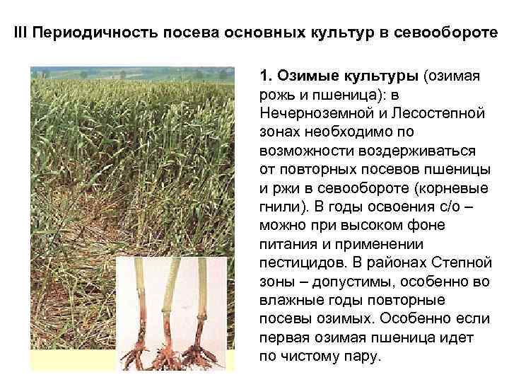 III Периодичность посева основных культур в севообороте 1. Озимые культуры (озимая рожь и пшеница):
