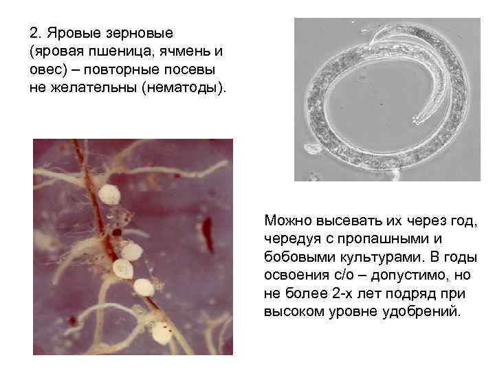 2. Яровые зерновые (яровая пшеница, ячмень и овес) – повторные посевы не желательны (нематоды).