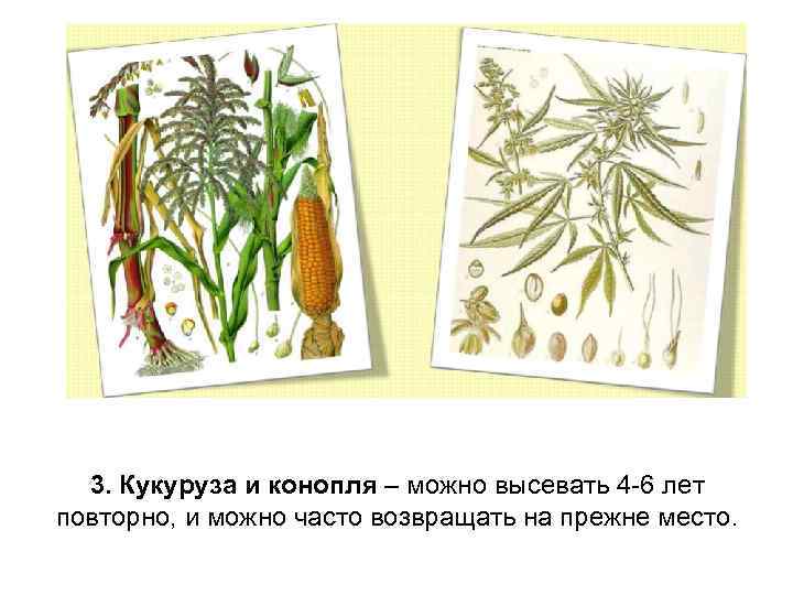 3. Кукуруза и конопля – можно высевать 4 -6 лет повторно, и можно часто