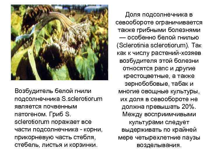 Возбудитель белой гнили подсолнечника S. sclerotiorum является почвенным патогеном. Гриб S. sclerotiorum поражает все