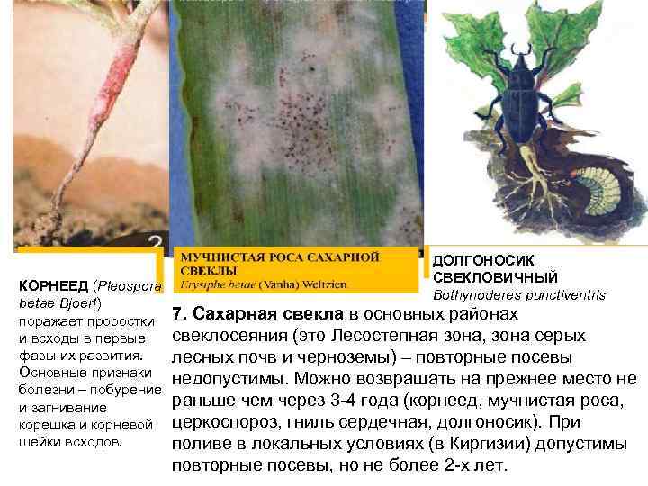 КОРНЕЕД (Pleospora betae Bjоеrl) поражает проростки и всходы в первые фазы их развития. Основные