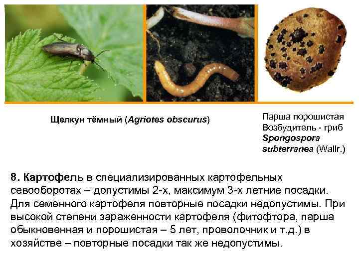 Щелкун тёмный (Agriotes obscurus) Парша порошистая Возбудитель - гриб Spongospora subterranea (Wallr. ) 8.
