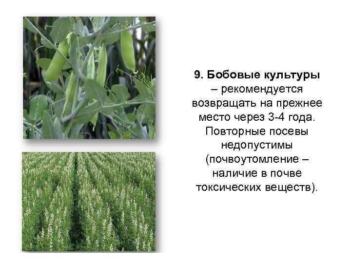 9. Бобовые культуры – рекомендуется возвращать на прежнее место через 3 -4 года. Повторные
