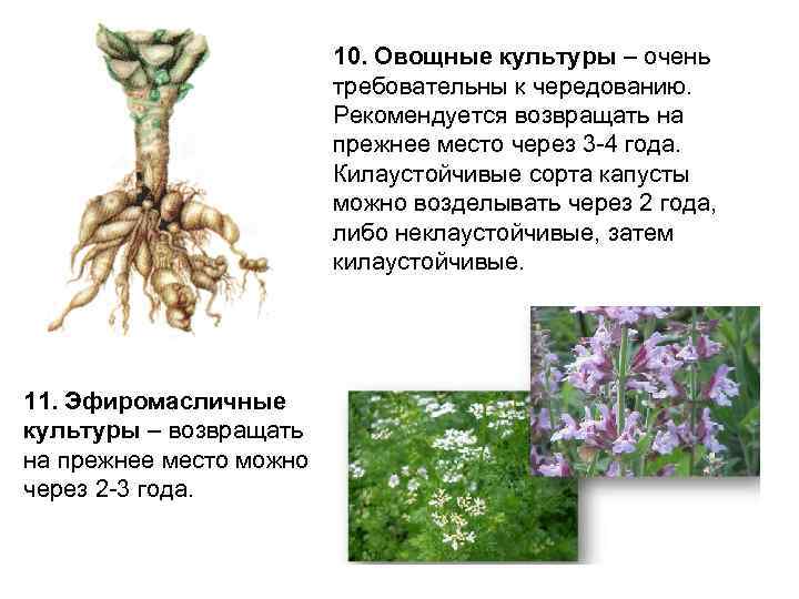 10. Овощные культуры – очень требовательны к чередованию. Рекомендуется возвращать на прежнее место через