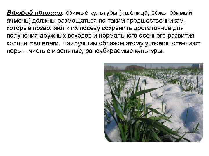 Второй принцип: озимые культуры (пшеница, рожь, озимый ячмень) должны размещаться по таким предшественникам, которые