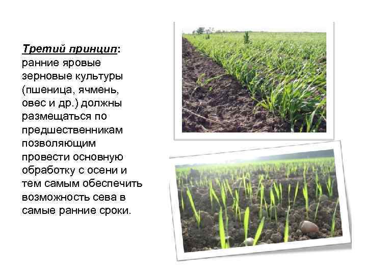 Третий принцип: ранние яровые зерновые культуры (пшеница, ячмень, овес и др. ) должны размещаться