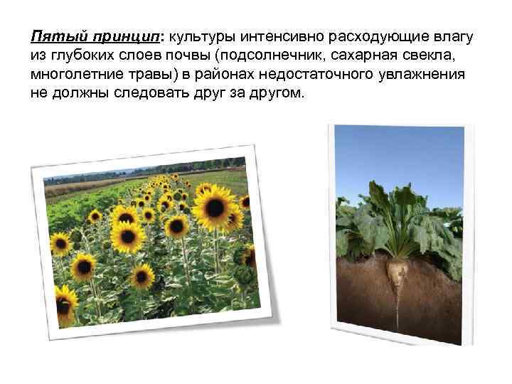 Пятый принцип: культуры интенсивно расходующие влагу из глубоких слоев почвы (подсолнечник, сахарная свекла, многолетние
