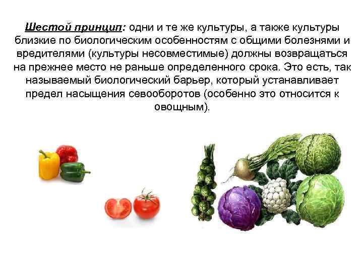 Шестой принцип: одни и те же культуры, а также культуры близкие по биологическим особенностям