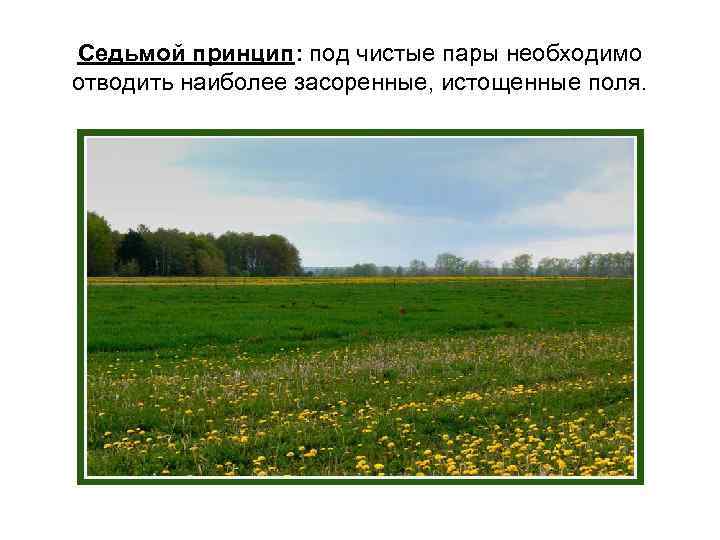 Седьмой принцип: под чистые пары необходимо отводить наиболее засоренные, истощенные поля. 