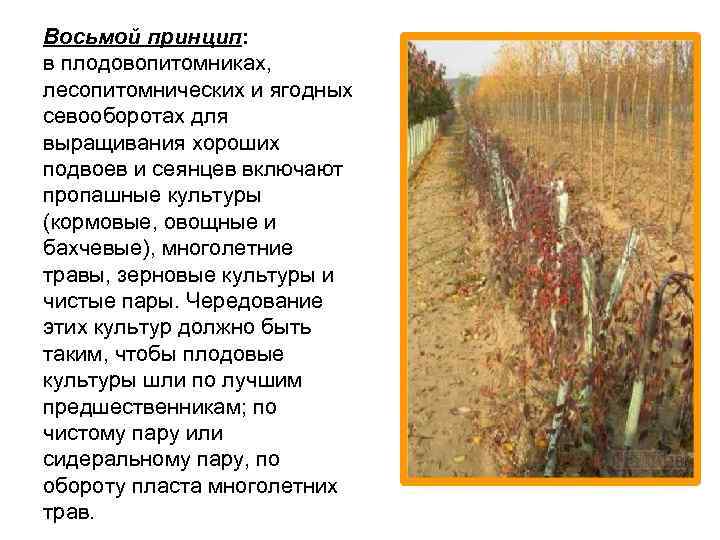 Восьмой принцип: в плодовопитомниках, лесопитомнических и ягодных севооборотах для выращивания хороших подвоев и сеянцев