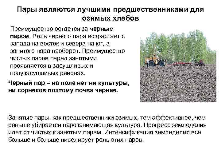 Пары являются лучшими предшественниками для озимых хлебов Преимущество остается за черным паром. Роль черного