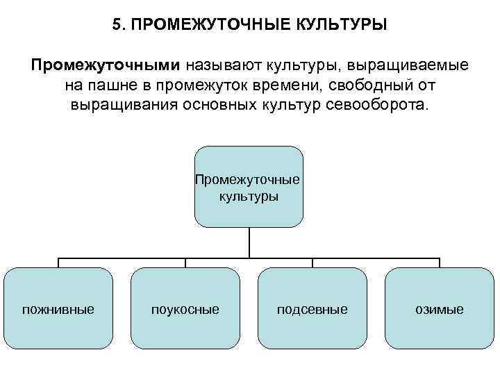 5. ПРОМЕЖУТОЧНЫЕ КУЛЬТУРЫ Промежуточными называют культуры, выращиваемые на пашне в промежуток времени, свободный от