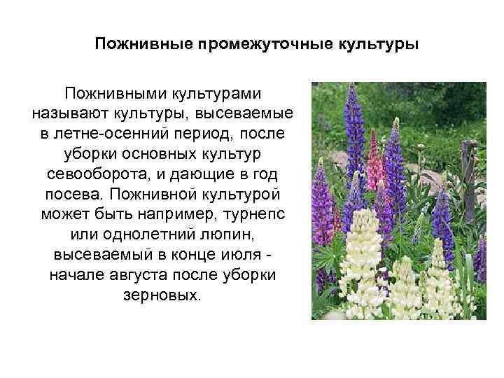 Пожнивные промежуточные культуры Пожнивными культурами называют культуры, высеваемые в летне-осенний период, после уборки основных