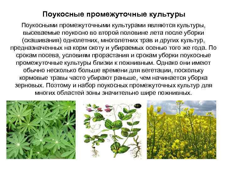Поукосные промежуточные культуры Поукосными промежуточными культурами являются культуры, высеваемые поукосно во второй половине лета