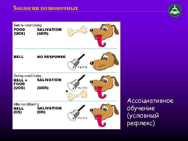 Зоология позвоночных Ассоциативное обучение (условный рефлекс) 