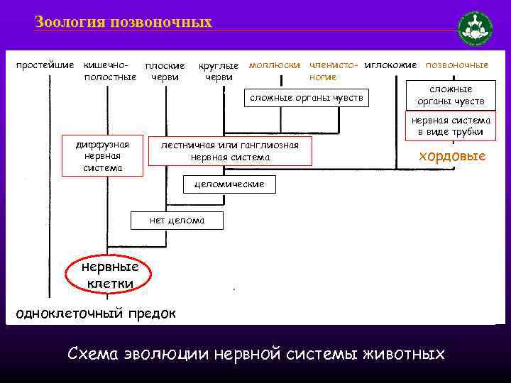 Зоология позвоночных простейшие кишечноплоские полостные черви диффузная нервная система круглые черви моллюски членисто- иглокожие