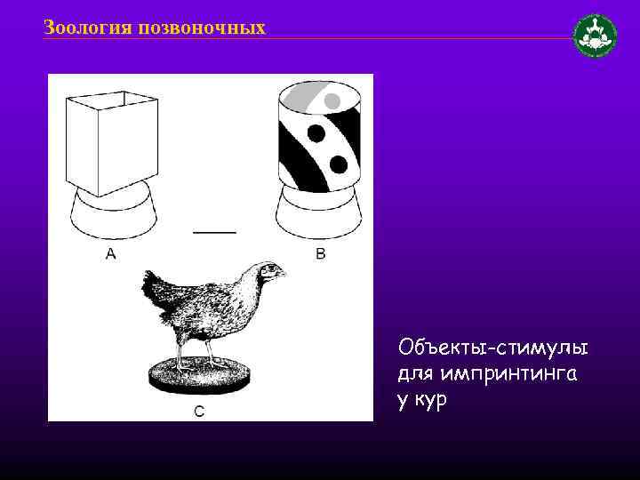 Зоология позвоночных Объекты-стимулы для импринтинга у кур 