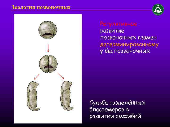 Зоология позвоночных Регулятивное развитие позвоночных взамен детерминированному у беспозвоночных Судьба разделённых бластомеров в развитии